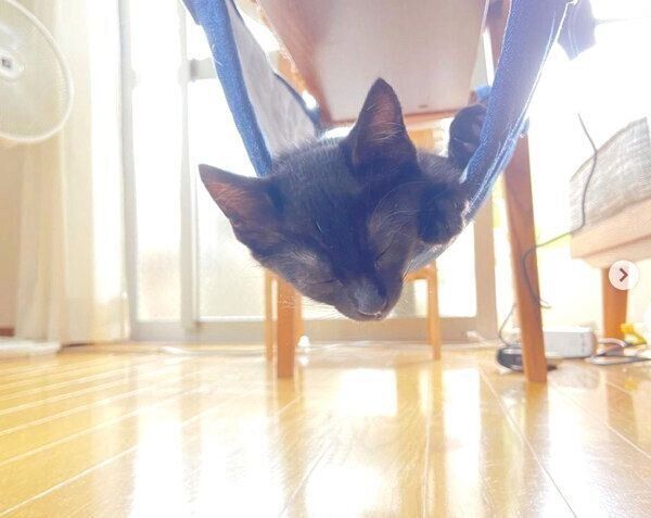 猫用ハンモックで眠るウィックちゃん
