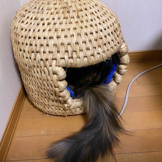 カゴに入るメインクーン