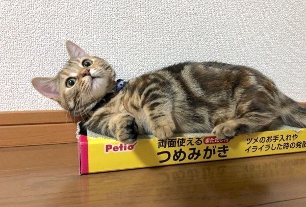 箱の中に入るラテちゃん