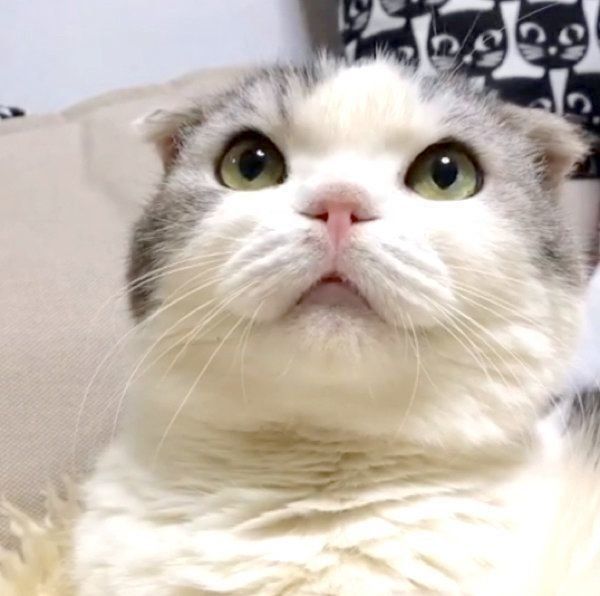 スコティッシュフォールドのおととくん