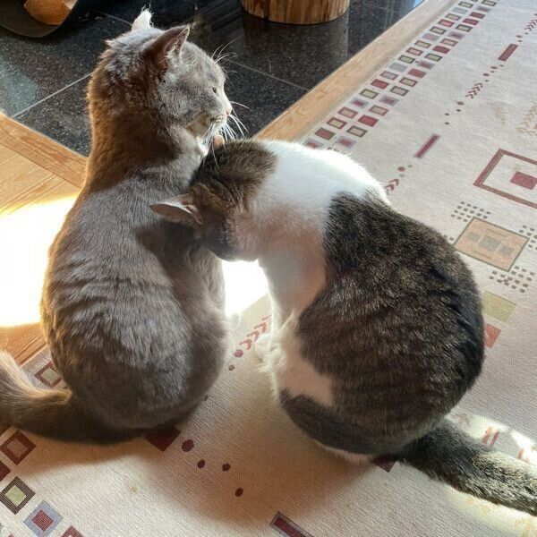 仲良しなころんちゃん、ねんねちゃん