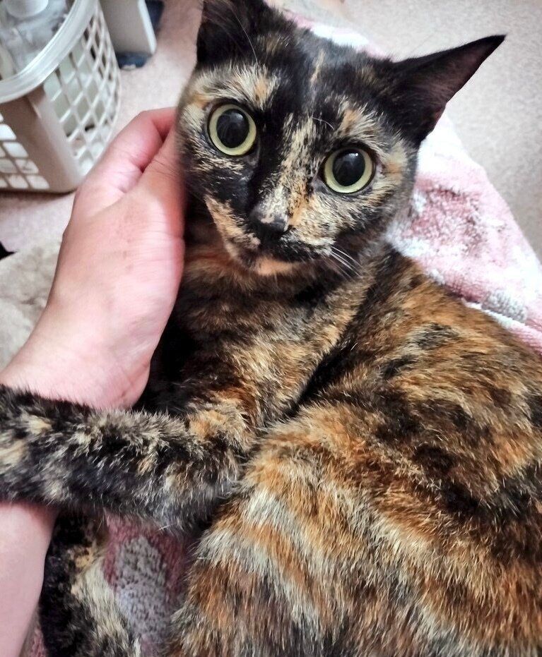 飼い主さんになでてもらう晴ちゃん