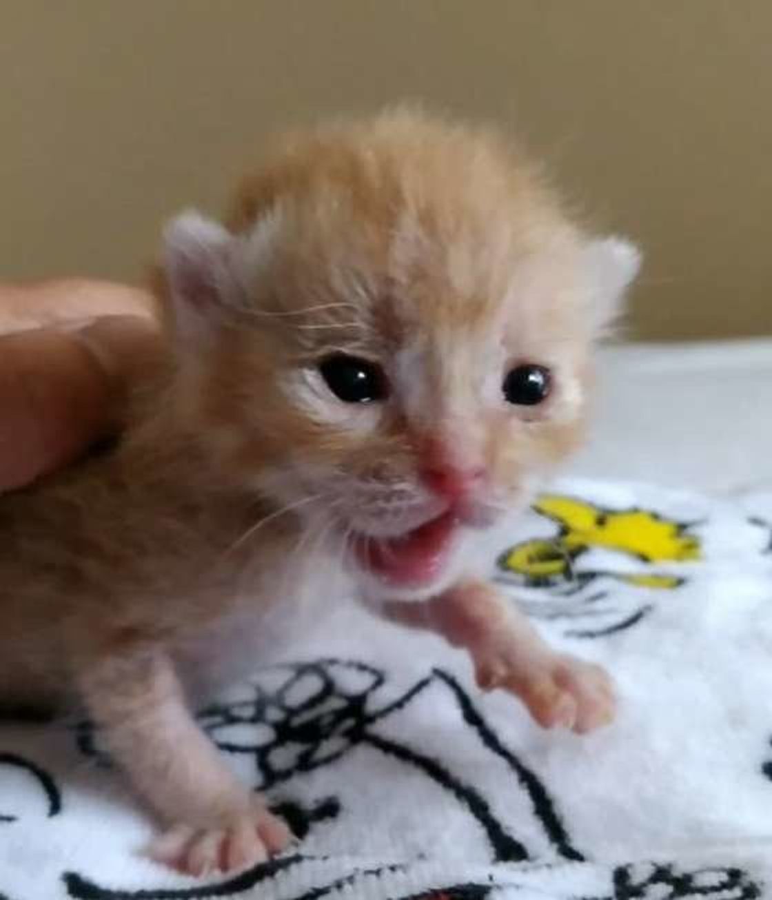 ほとんど鳴かない猫が鳴くようになったワケ 猫の鳴き声の疑問にお答えします ねこのきもちweb Magazine ほとんど鳴かない猫が鳴くようになったワケ 猫の鳴き声の疑問にお答えします ねこのきもちweb Magazine