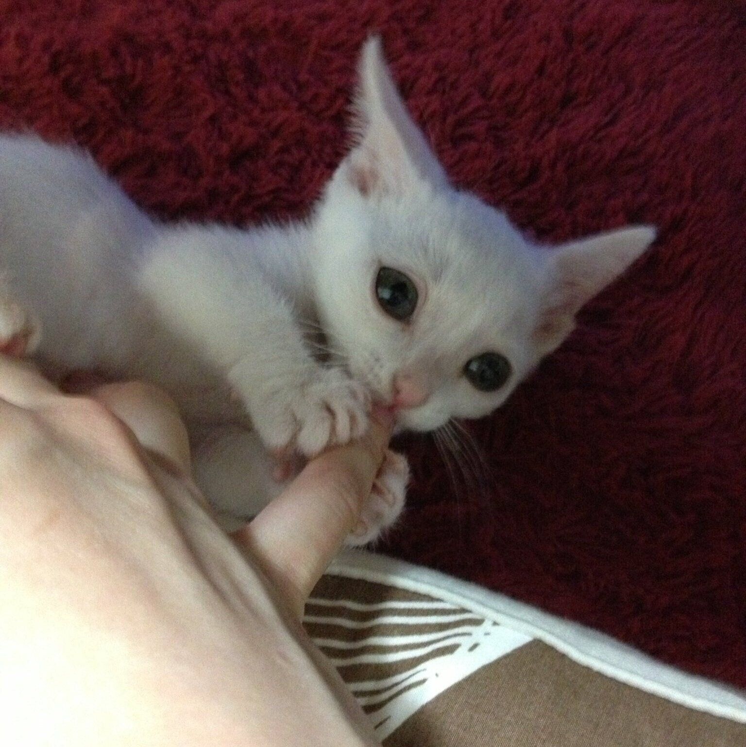 飼い主さんの手にじゃれる生後2カ月当時のうにくん