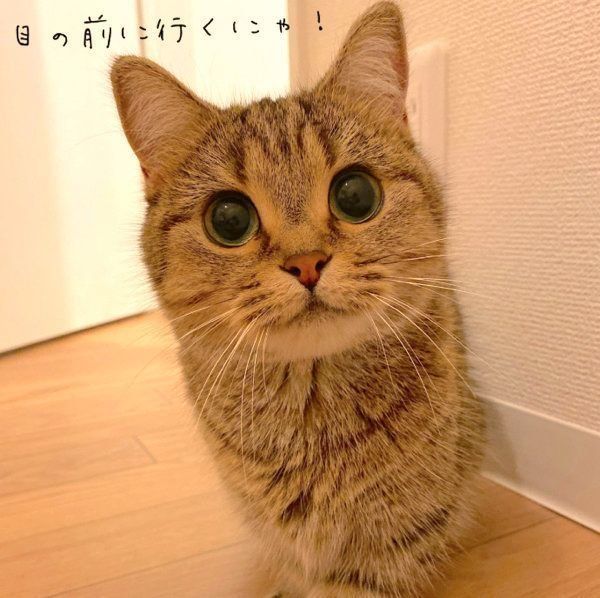 クリクリお目めのきなこちゃん