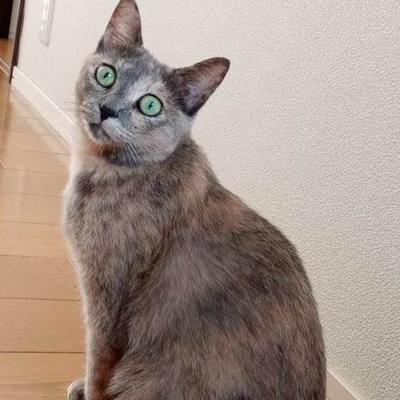 ポーズを取る猫