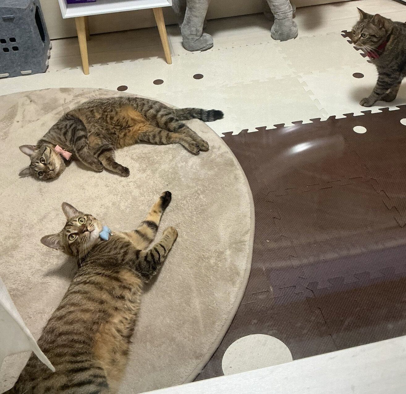 2匹の保護子猫をお迎えし、あまりの可愛さと小ささに涙→4年後の