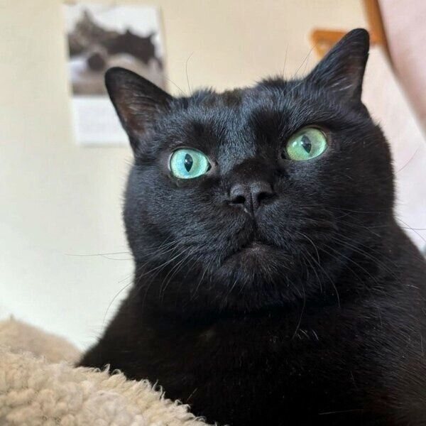 キレイなグリーンの目のトムくん