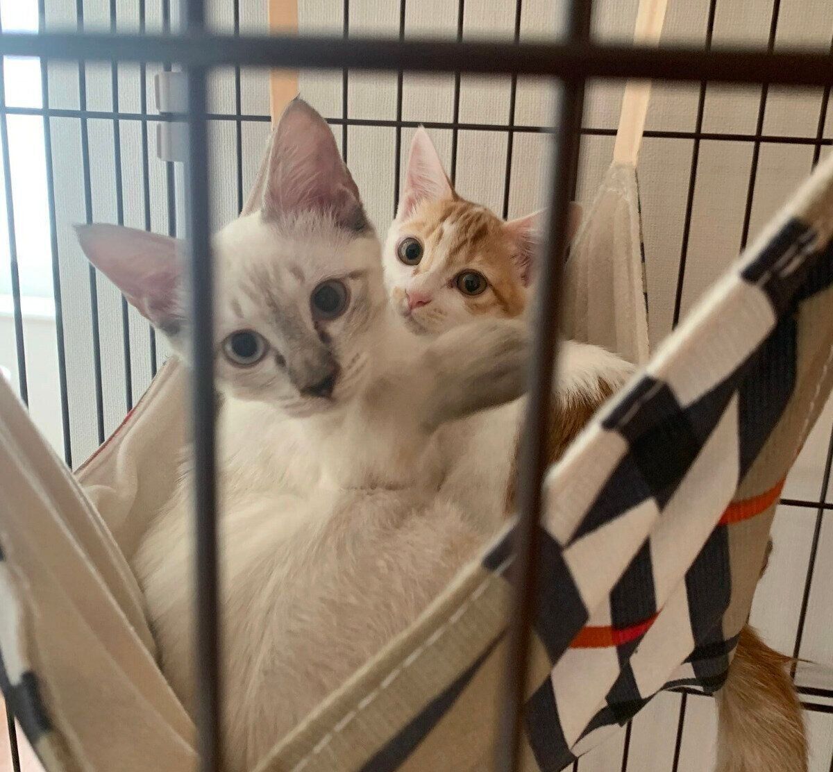 ケージの中で仲良しのガルボくんとプッカちゃん。