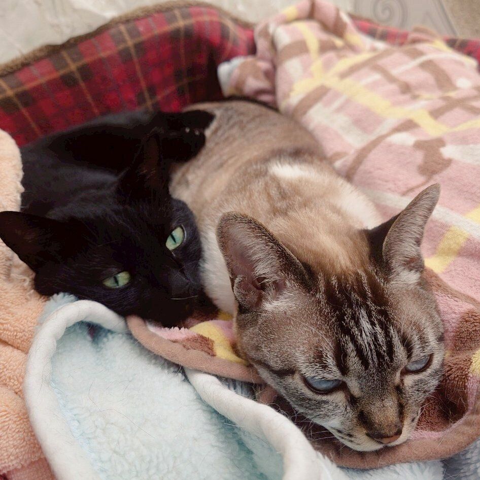 くっつくルージュちゃん、紅ちゃん