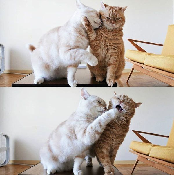 マンチカンのマフィンちゃんと、セルカークレックスのチーズちゃん