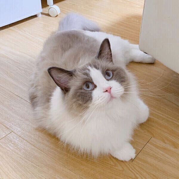 くつろぐぽんたくん