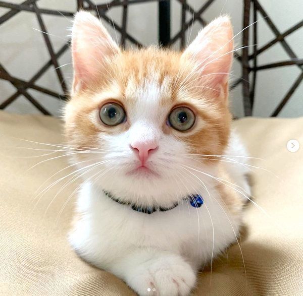 まんまるお目めのマンチカン