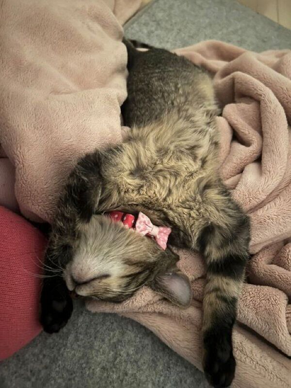 ヘソ天するとろろちゃん