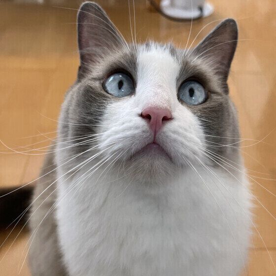 ラグドールのルークくん♪