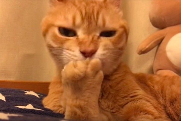 前足をなめるのが好きなニャンコ