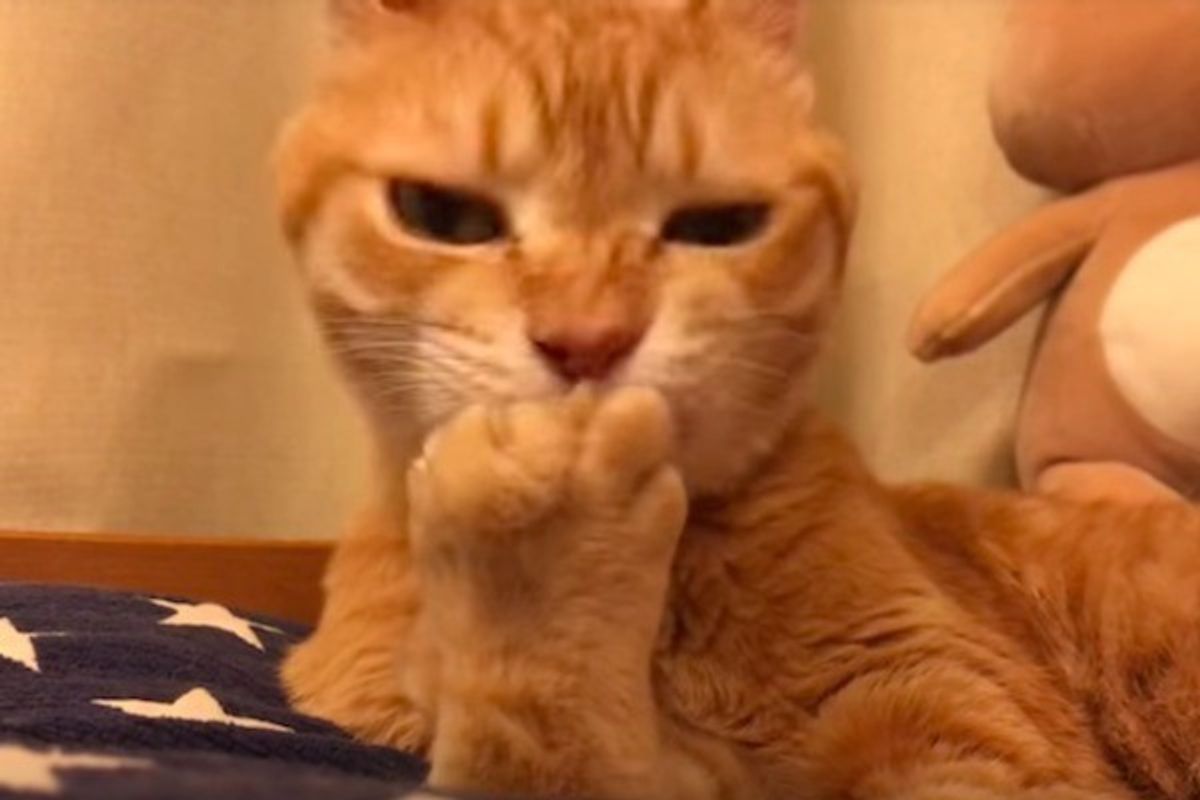 まるで焼き立てクリームパン おててがどんどん大きく膨らんで見えるニャンコ ねこのきもちweb Magazine まるで焼き立てクリームパン おててがどんどん大きく膨らんで見えるニャンコ ねこのきもちweb Magazine