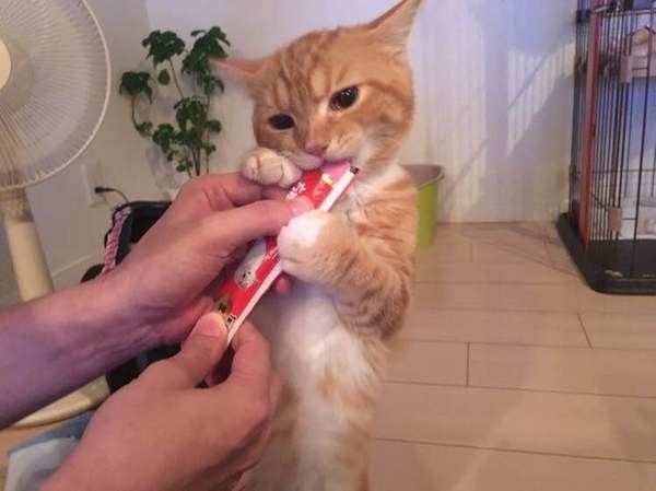 スコティッシュフォールドのレーヴくん