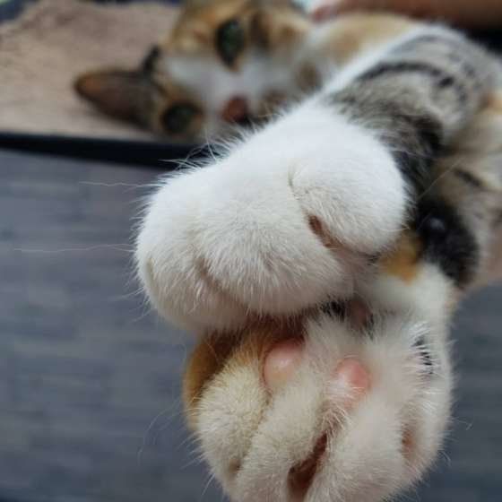 くつろぐ三毛猫