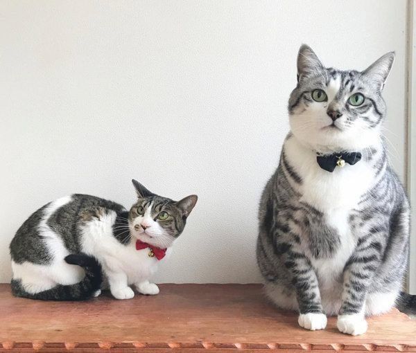 猫のうさこちゃんと春太郎くん