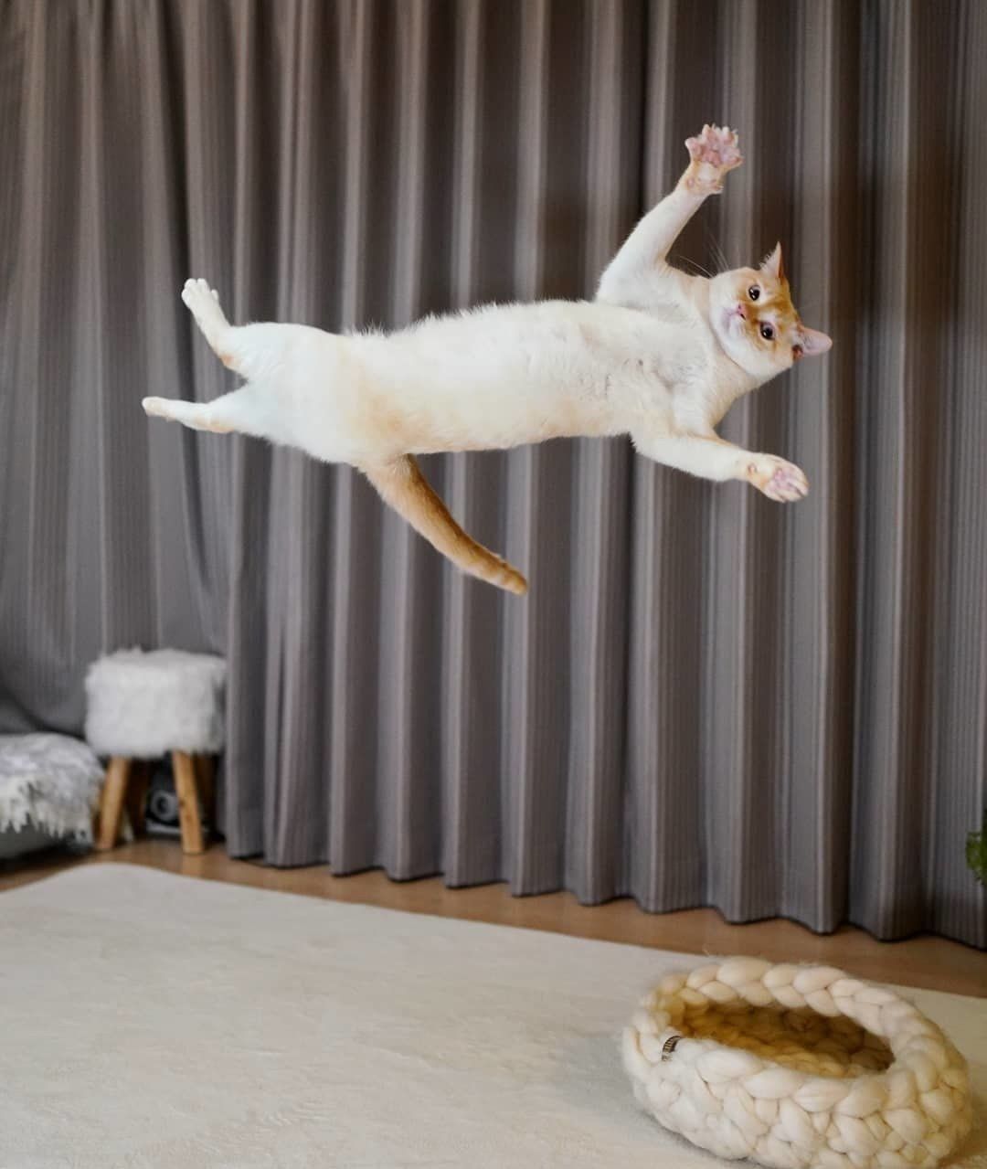 チャコたん横跳び