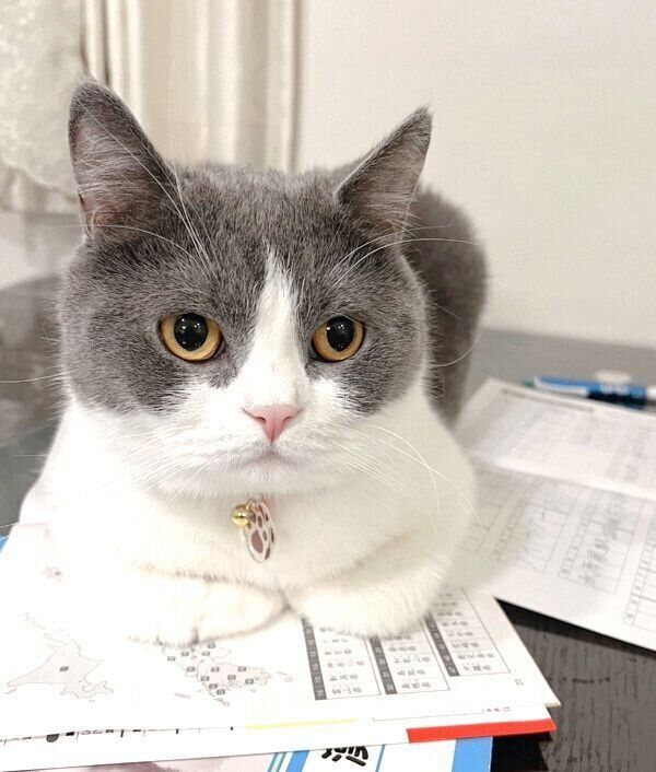 まったりする虎珀くん