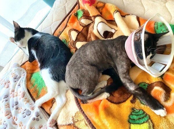 お尻をくっつけ合って眠るラッキーくんとちゅらちゃん