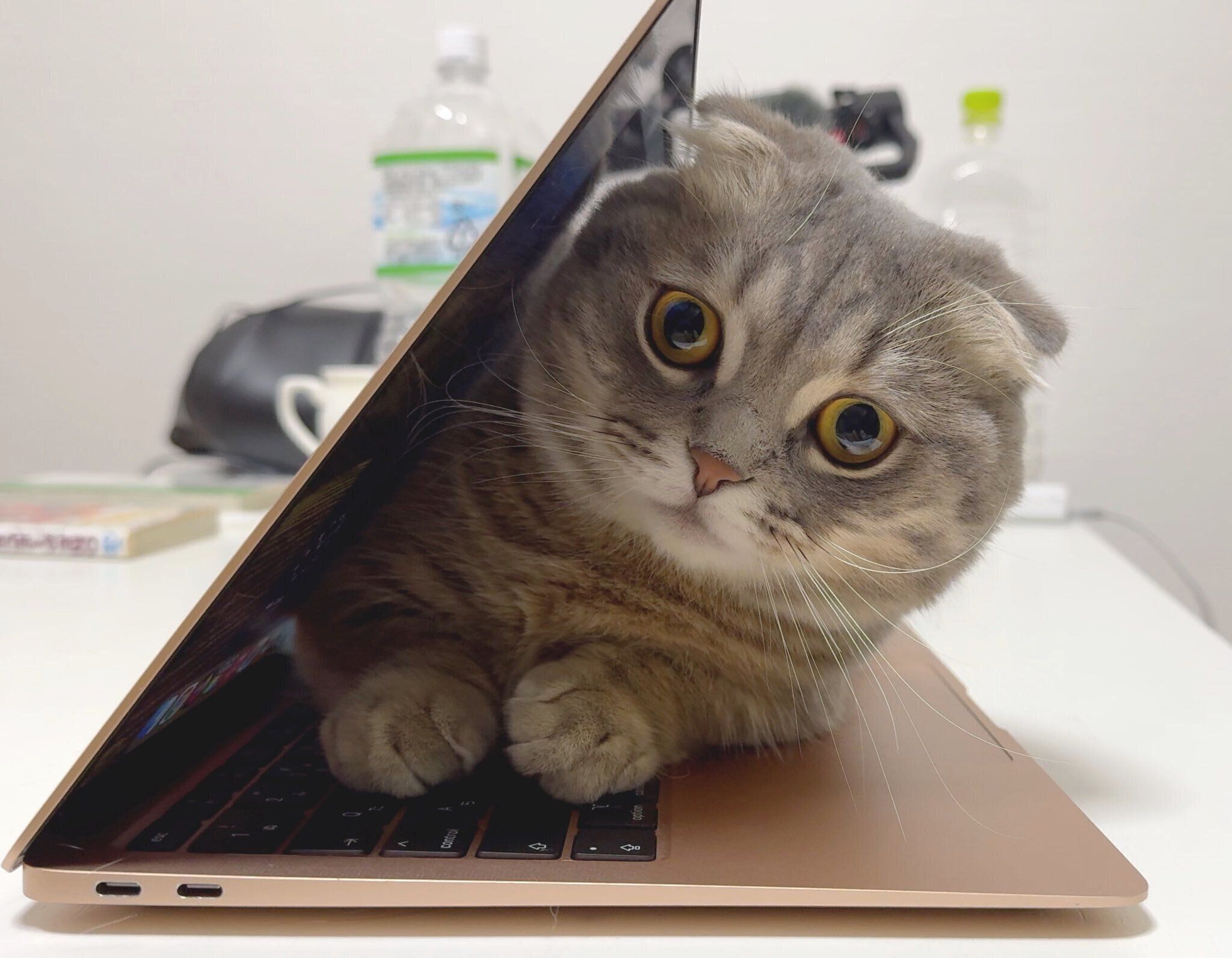 ノートパソコンの間にいる銀ちゃん