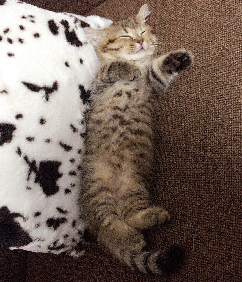 ぐっすり眠るきなこちゃん