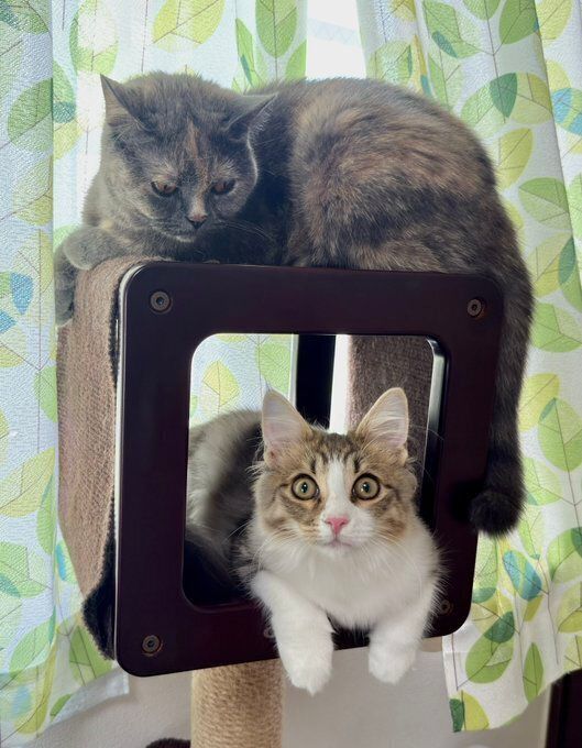 キャットタワーに座るブリティッシュショートヘアとノルウェージャンフォレストキャット