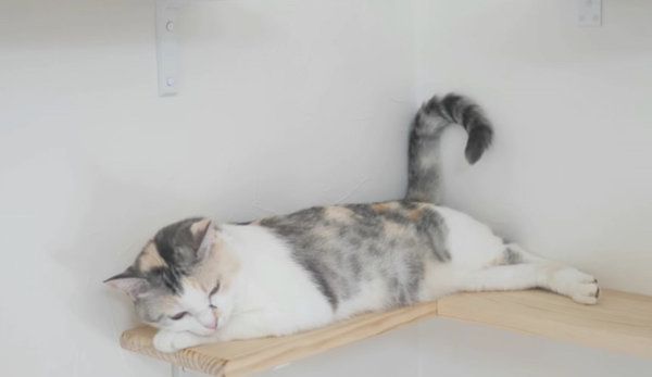 しっぽがくねくね動く三毛猫