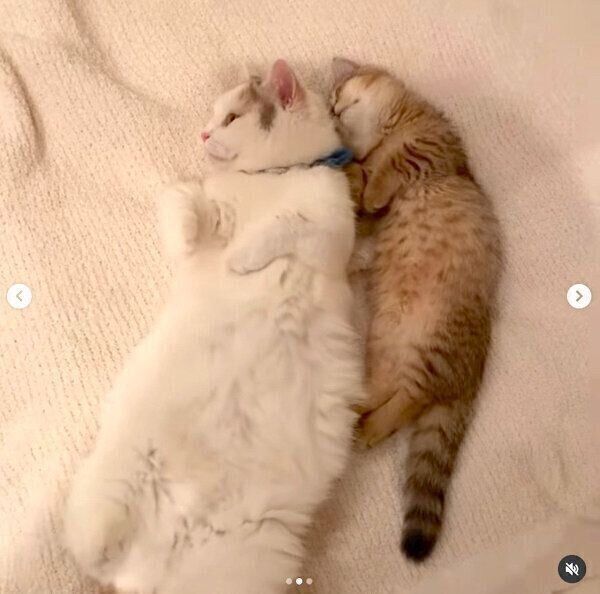 寄り添うしらすちゃん、にぼしちゃん