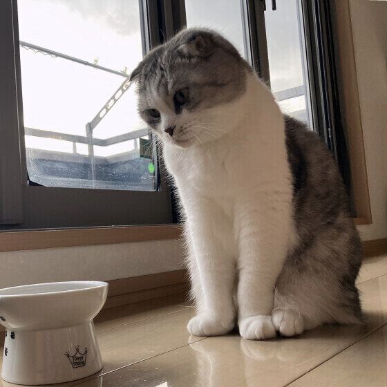 スコティッシュフォールドのわさびくん