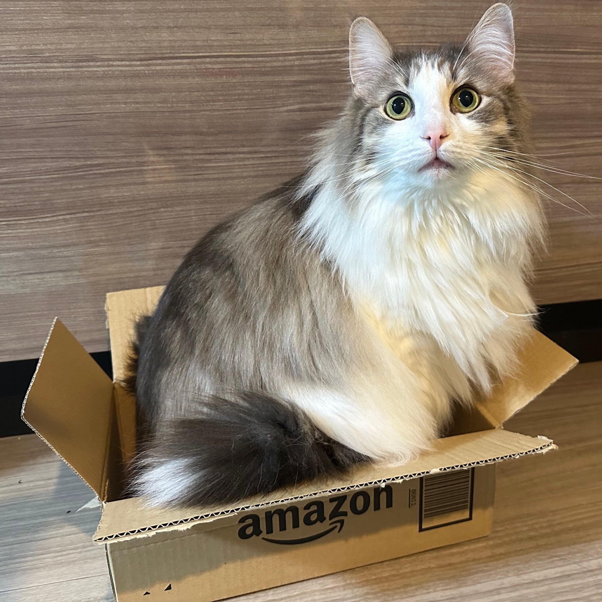 ダンボール箱に入るセッコくん