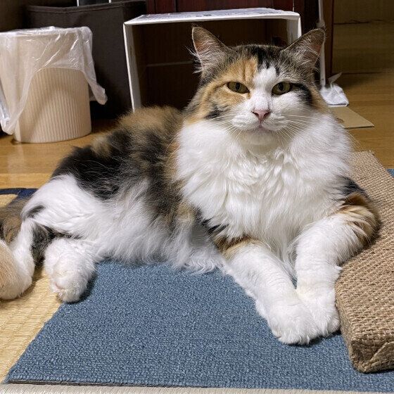 Mix（ミケ）の小町ちゃん♪