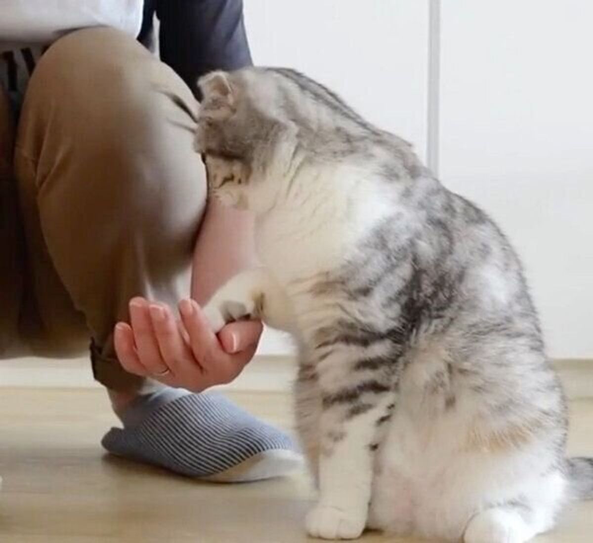 猫の強制給餌の方法なら 佐倉の若山動物病院へ 佐倉市の動物病院で口コミno 1 若山動物病院