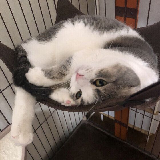 ハンモックでくつろぐスコのくうちゃん