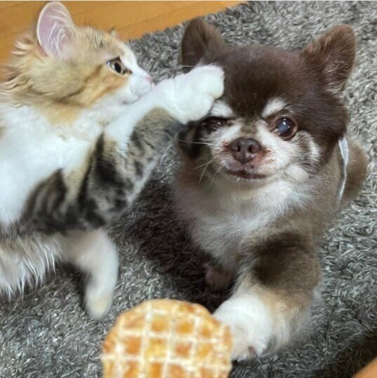 ゴーヤ君とパセリちゃん