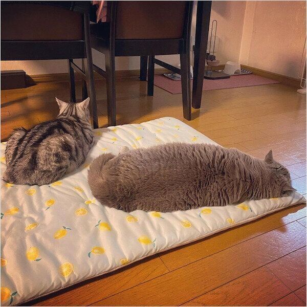 ニトリのNクールシリーズ