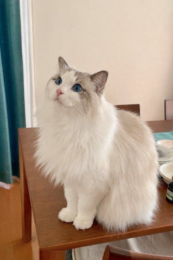 上の方を見て座るラグドール