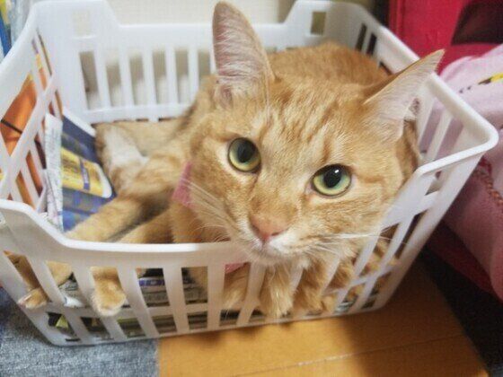 カゴに入る茶トラ