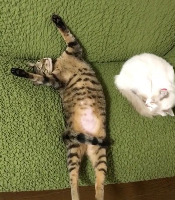 見ると元気になれる猫