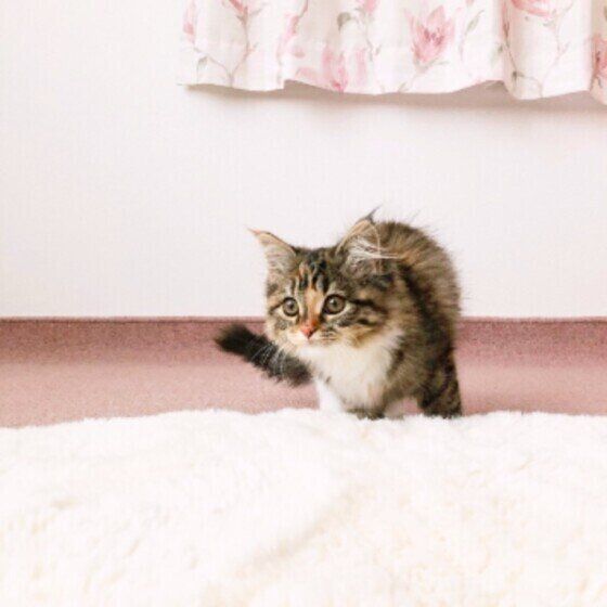 サイベリアンのうにもちゃん