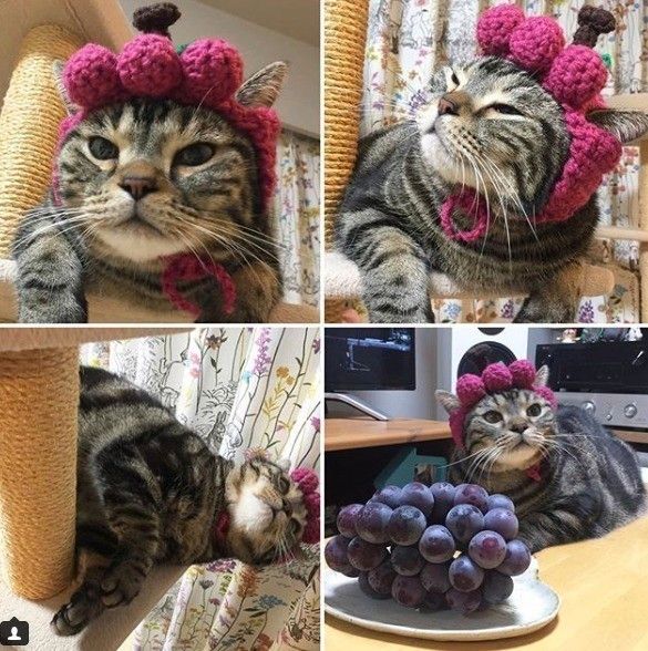 ぶどうの帽子をかぶったチャビくん