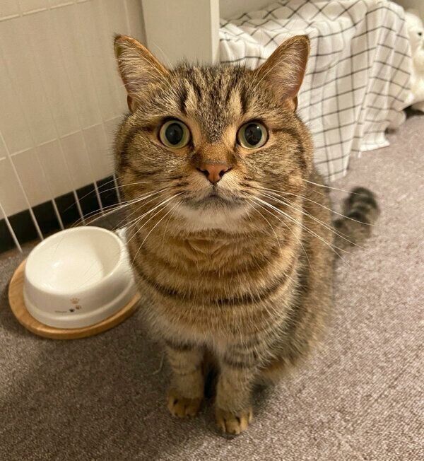 見つめるどんぐりくん