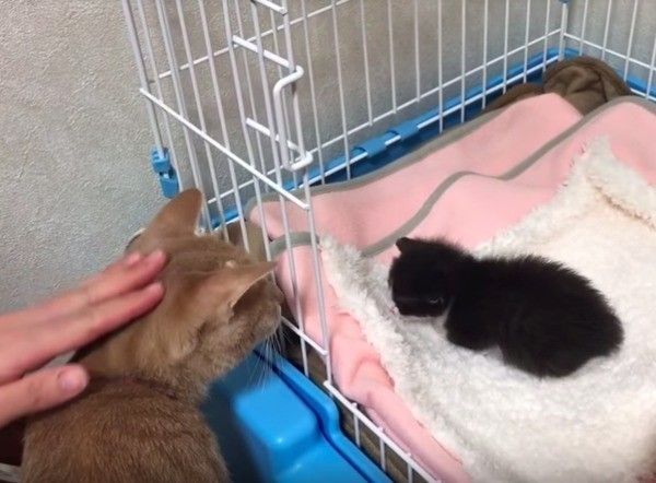 子猫を見守るニャンコ