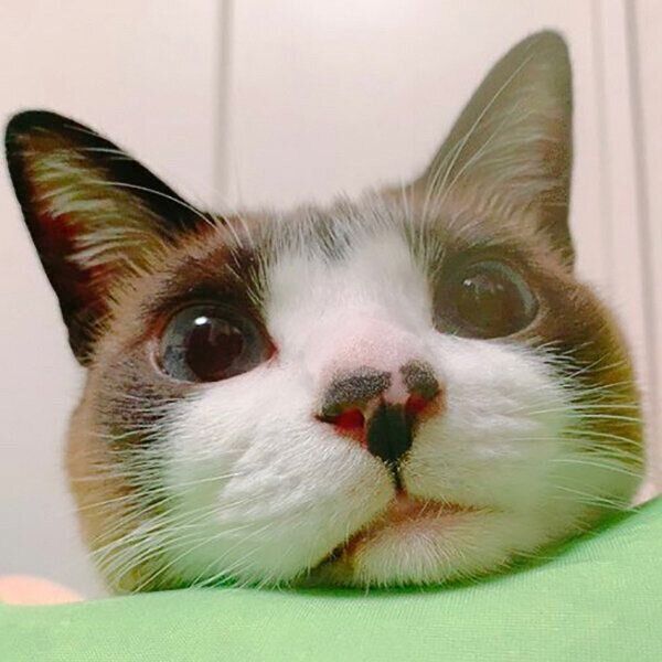 ちょうどいい枕を見つけたぽんちゃん