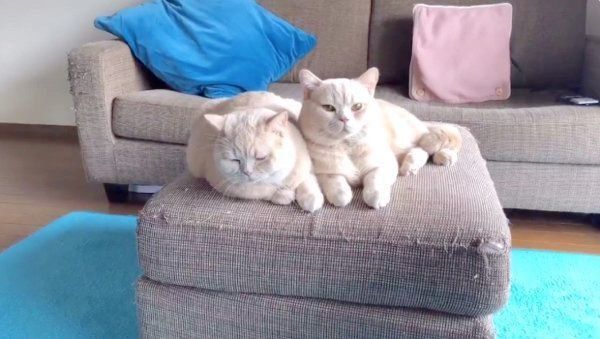 ヤキモチを焼くブリティッシュショートヘア