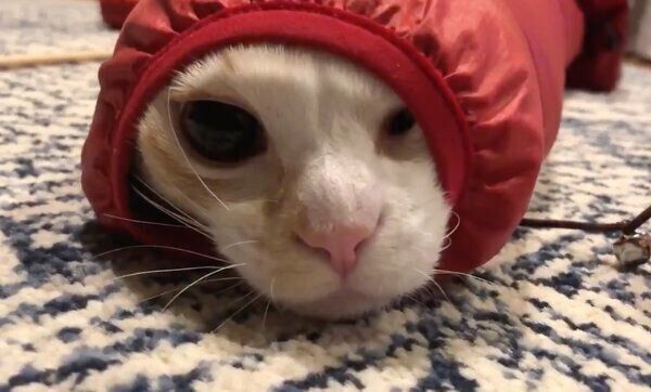 ダウンジャケットから顔を出すニコくん