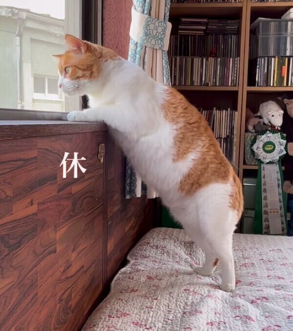 ニャルソックをするポン太くん